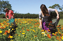 Lyonsleaf branding strategy, logo design, design for print, packaging, art direction