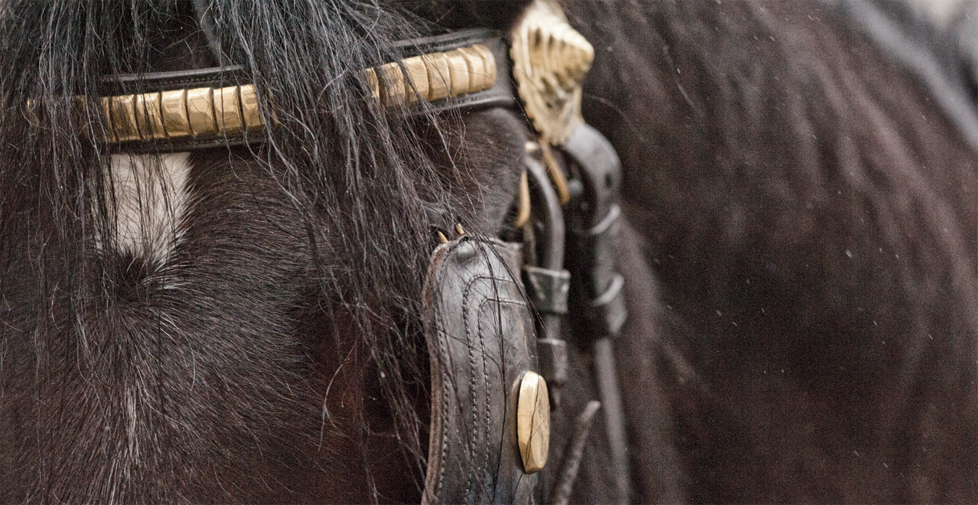 Wadworth 6X brand strategy, advertising and design