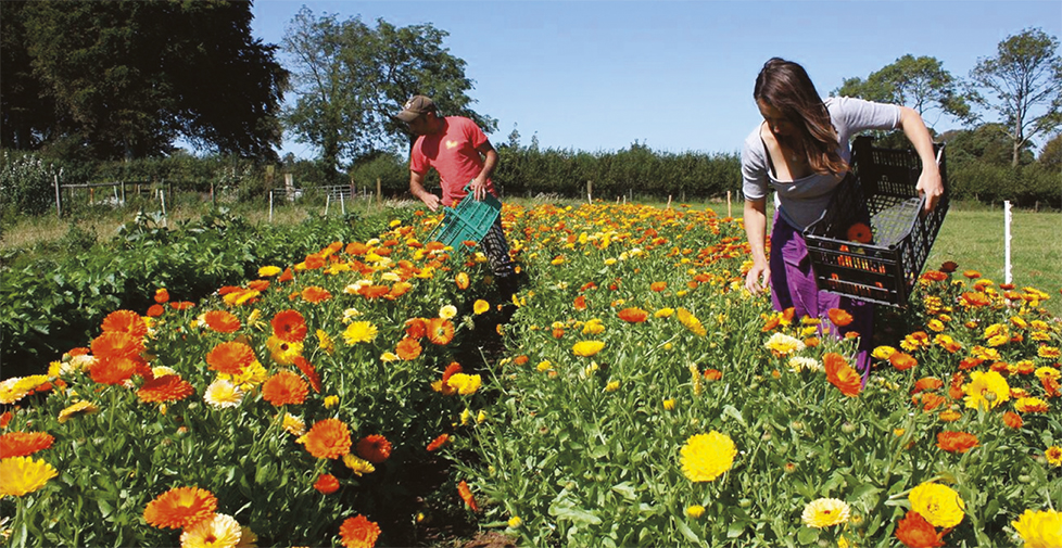 Brand strategy, logo design, packaging design, design for print