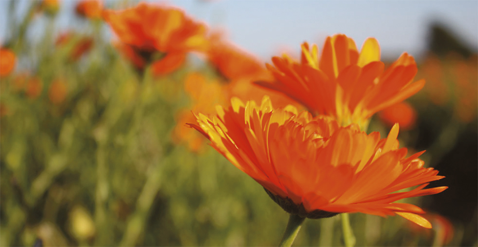 Brand strategy, logo design, packaging design, design for print